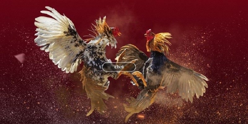 ÄÃ¡ GÃ  Trá»±c Tiáº¿p - KhÃ¡m PhÃ¡ Loáº¡i HÃ¬nh ChÆ¡i ÄÃ¡ GÃ  Trá»±c Tiáº¿p