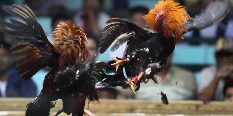 Äá Gà Philippin: Hấp Dẫn, Äá»™c Äáo Và Không Thể Bá» Qua