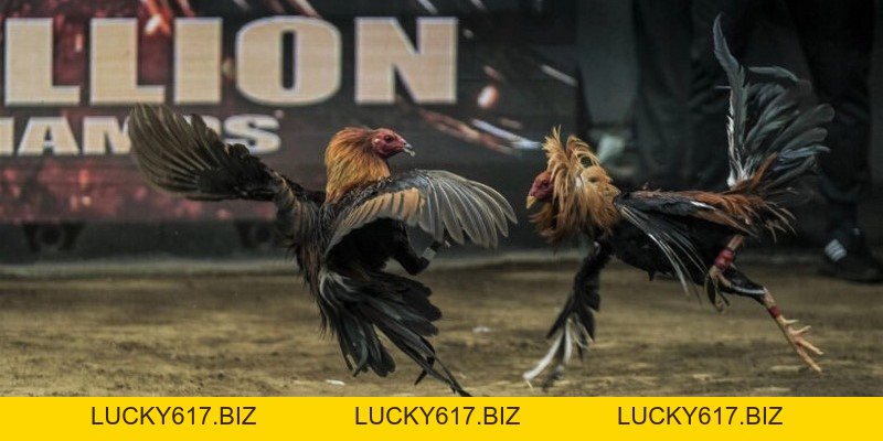 Äá Gà Thomo - Hình Thức Äặt Cược Hấp Dẫn Nhất 2026