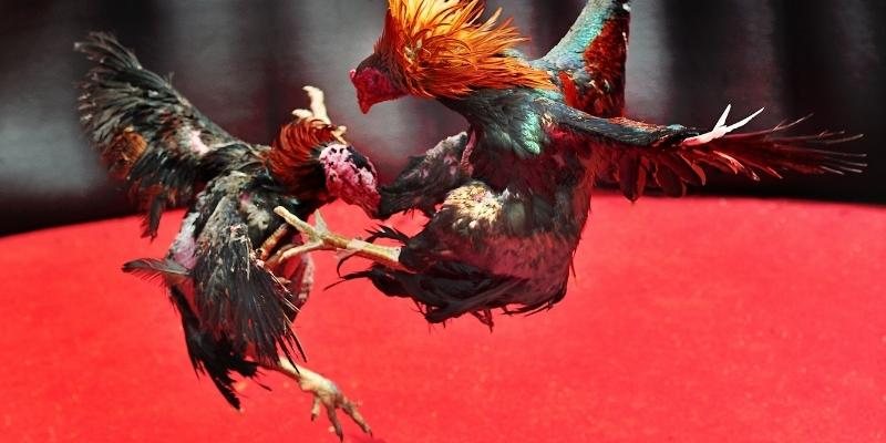 ÄÃ¡ GÃ  Trá»±c Tiáº¿p - KhÃ¡m PhÃ¡ Loáº¡i HÃ¬nh ChÆ¡i ÄÃ¡ GÃ  Trá»±c Tiáº¿p