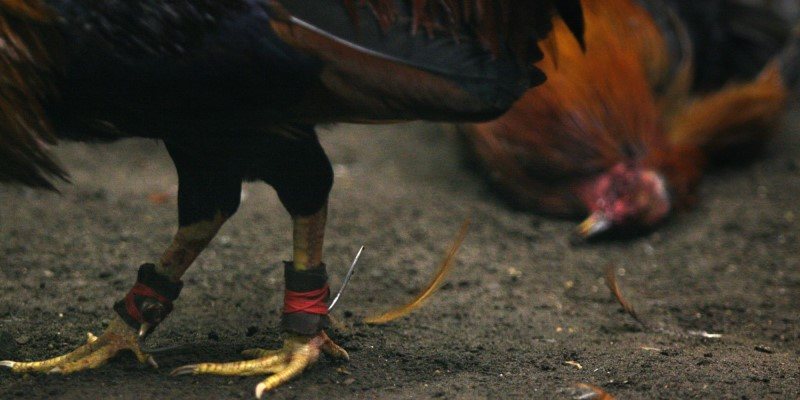 Äá Gà Philippin: Hấp Dẫn, Äá»™c Äáo Và Không Thể Bá» Qua
