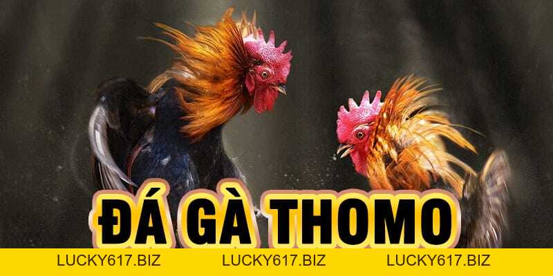Đá gà Ae888 - Trực tiếp đá gà Thomo số 1 Việt Nam