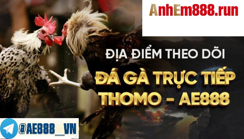 Đá gà Ae888 - Trực tiếp đá gà Thomo số 1 Việt Nam