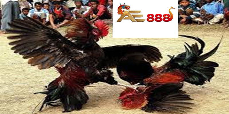 Đá gà Ae888 - Nghệ thuật và đam mê thế giới đấu trường gà