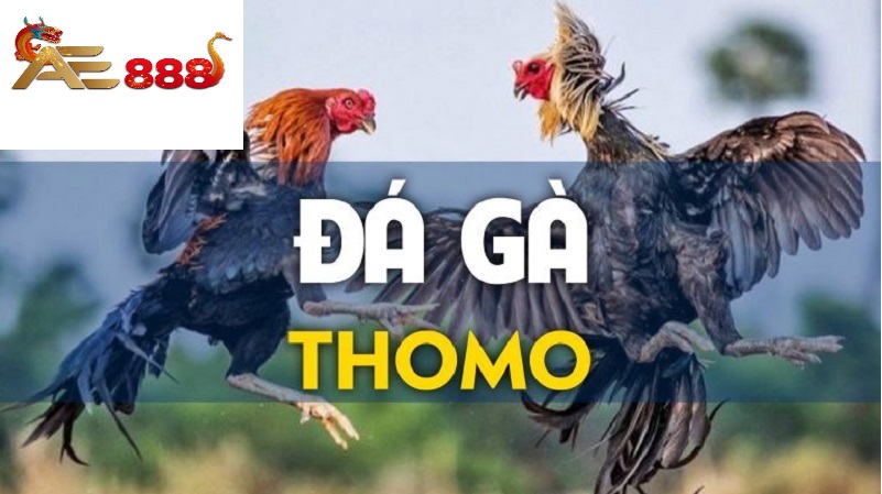 Đá gà Ae888 - Trực tiếp đá gà Thomo số 1 Việt Nam