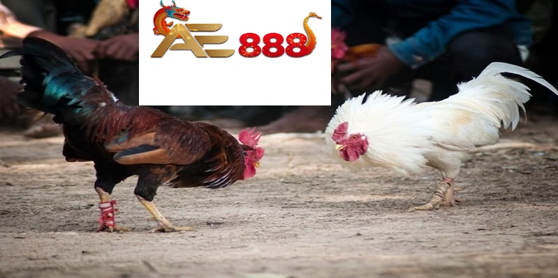 Hướng dẫn tham gia đá gà Thomo Ae888 - Bí quyết chiến thắng