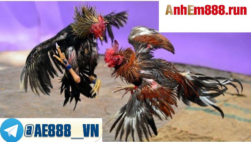 Khám Phá Thú Vị Của Trực Tiếp Đá Gà - Xem Đá gà tại Ae888 Khám Phá Thú Vị Của Trực Tiếp Đá Gà - Xem Đá gà tại Ae888