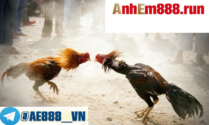 Khám Phá Thú Vị Của Trực Tiếp Đá Gà - Xem Đá gà tại Ae888 Khám Phá Thú Vị Của Trực Tiếp Đá Gà - Xem Đá gà tại Ae888