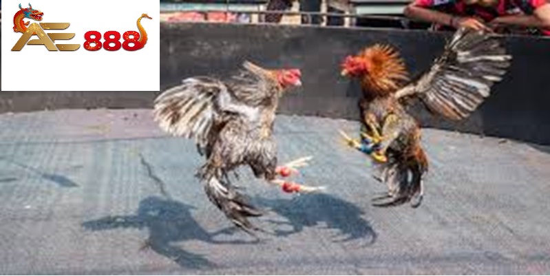 Đá gà Ae888 - Nghệ thuật và đam mê thế giới đấu trường gà