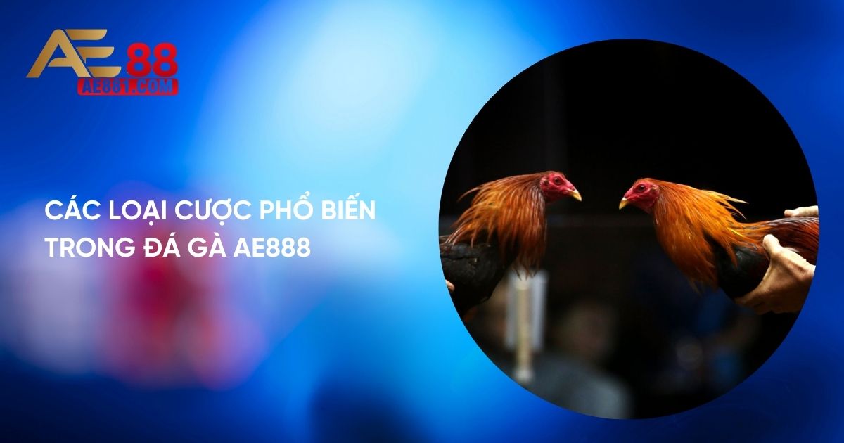 Đá Gà Thomo - Khám Phá Thú Vị Từ Nhà cái Anhem888