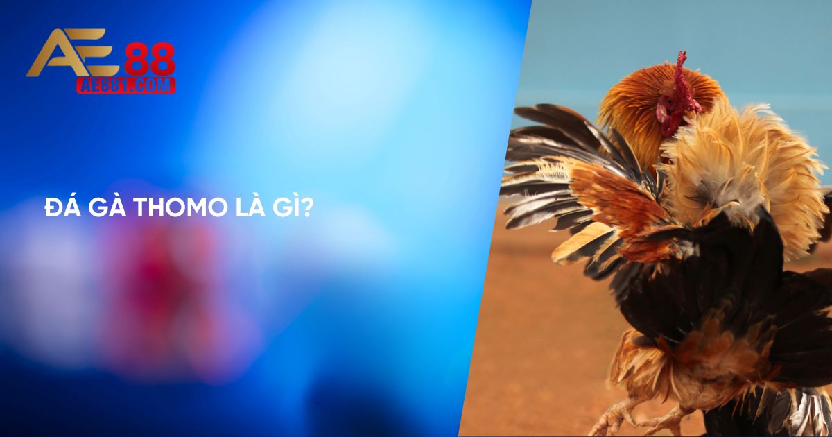 Đá Gà Thomo - Khám Phá Thú Vị Từ Nhà cái Anhem888
