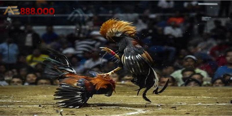 Bồ Gà Tonhon - Hưng Cần Thơ Và Hành Trình Sư Kê Huyền Thoại
