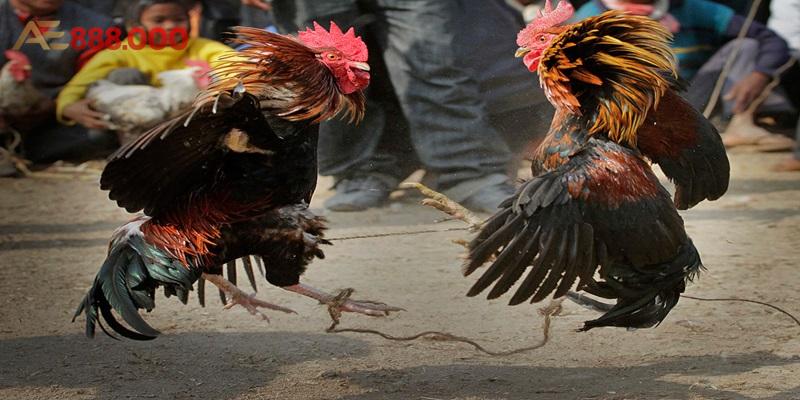 Bồ Gà Tonhon - Hưng Cần Thơ Và Hành Trình Sư Kê Huyền Thoại