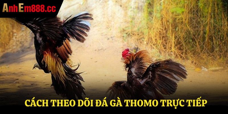 Đá Gà Thomo Trực Tiếp - Xem Live Từ Trường Gà Thomo67