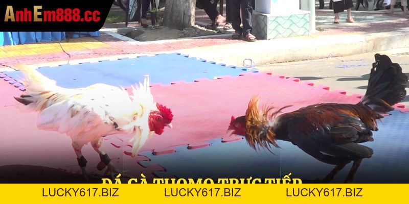 CPC7 - Trực Tiếp Đá Gà Bồ C7 Thomo Mới Nhất Hôm Nay