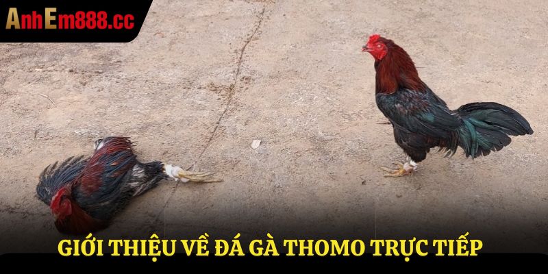 Đá Gà Thomo Trực Tiếp - Xem Live Từ Trường Gà Thomo67