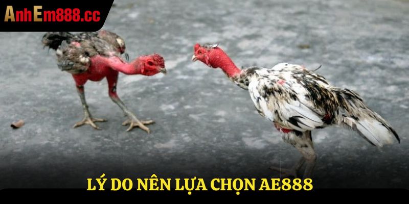 Trực Tiếp Đá Gà C3 - Link Xem Đá Gà Không Giật Lag 2026