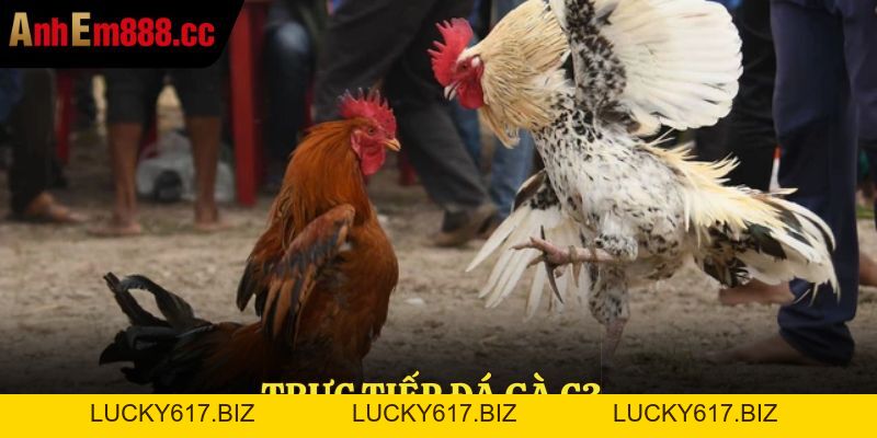 CPC7 - Trực Tiếp Đá Gà Bồ C7 Thomo Mới Nhất Hôm Nay